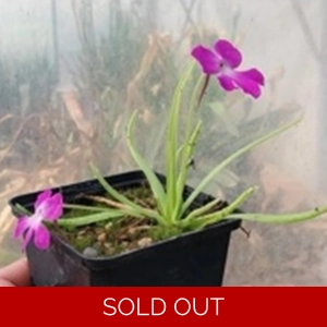 Pinguicula moctezumae